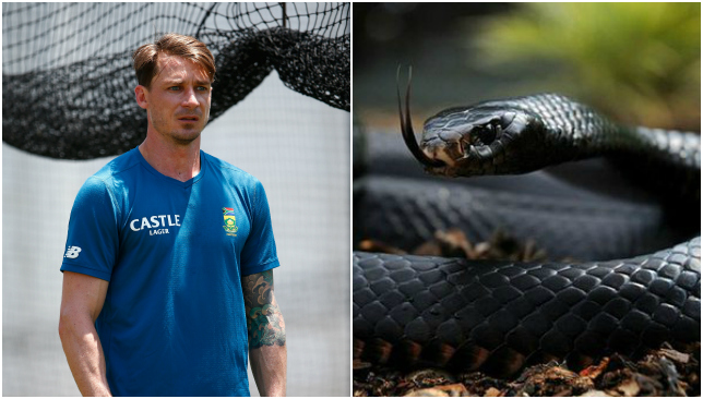 WATCH: This man catching Black Mamba, one of the most deadliest